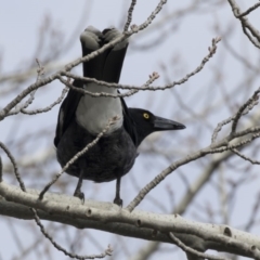 Strepera graculina (Pied Currawong) at McKellar, ACT - 19 Jun 2018 by Alison Milton