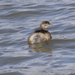 Tachybaptus novaehollandiae (Australasian Grebe) at McKellar, ACT - 19 Jun 2018 by AlisonMilton