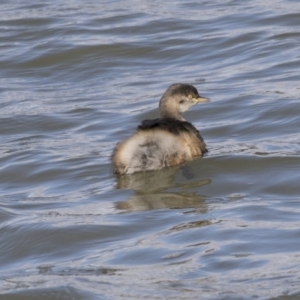 Tachybaptus novaehollandiae at McKellar, ACT - 19 Jun 2018