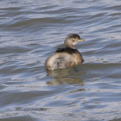 Tachybaptus novaehollandiae (Australasian Grebe) at McKellar, ACT - 19 Jun 2018 by Alison Milton