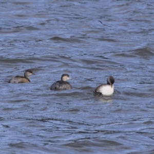 Tachybaptus novaehollandiae at McKellar, ACT - 19 Jun 2018