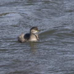 Tachybaptus novaehollandiae at McKellar, ACT - 19 Jun 2018