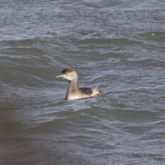 Tachybaptus novaehollandiae at McKellar, ACT - 19 Jun 2018