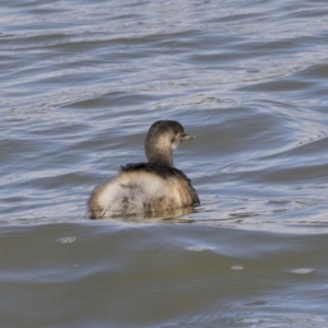 Tachybaptus novaehollandiae at McKellar, ACT - 19 Jun 2018