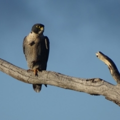 Falco peregrinus (Peregrine Falcon) at Red Hill, ACT - 19 Jun 2018 by roymcd