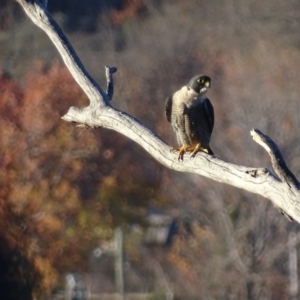 Falco peregrinus at Red Hill, ACT - 19 Jun 2018 04:58 PM