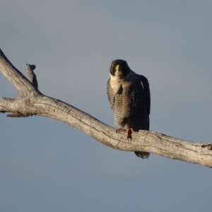 Falco peregrinus at Red Hill, ACT - 19 Jun 2018 04:58 PM