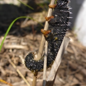 Perga sp. (genus) at Aranda, ACT - 2 Sep 2015 11:54 AM