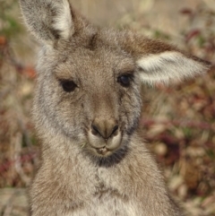 Macropus giganteus (Eastern Grey Kangaroo) at Red Hill Nature Reserve - 19 Jun 2018 by roymcd