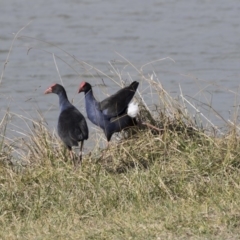 Porphyrio melanotus (Australasian Swamphen) at Belconnen, ACT - 19 Jun 2018 by Alison Milton