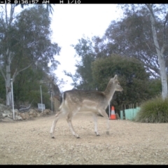Dama dama (Fallow Deer) at Michelago, NSW - 12 Jul 2017 by Illilanga