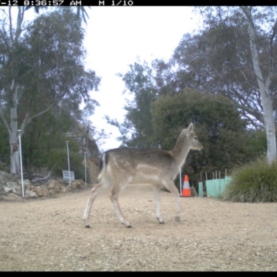 Dama dama (Fallow Deer) at Michelago, NSW - 12 Jul 2017 by Illilanga