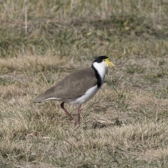 Vanellus miles (Masked Lapwing) at Belconnen, ACT - 19 Jun 2018 by AlisonMilton
