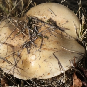 zz agaric (stem; gills not white/cream) at Belconnen, ACT - 19 Jun 2018 12:27 PM