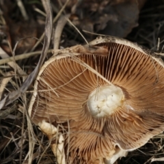 zz agaric (stem; gills not white/cream) at Belconnen, ACT - 19 Jun 2018 12:27 PM