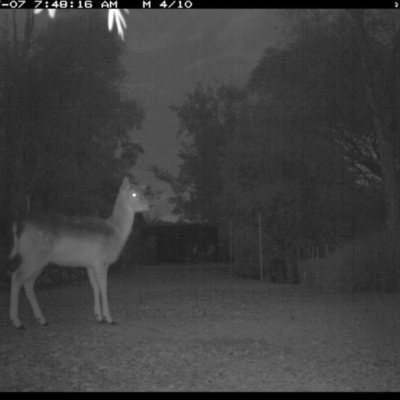 Dama dama (Fallow Deer) at Michelago, NSW - 6 Jul 2017 by Illilanga