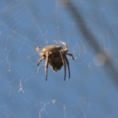 Hortophora sp. (genus) (Garden orb weaver) at Wamboin, NSW - 3 Mar 2018 by natureguy