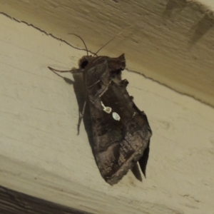 Chrysodeixis eriosoma at Conder, ACT - 29 Dec 2017