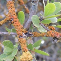 Teloschistes sp. (genus) (A lichen) at Jerrabomberra Wetlands - 28 May 2018 by michaelb