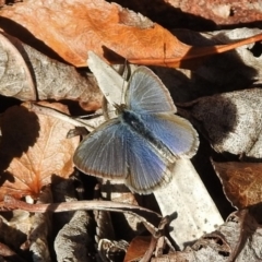 Zizina otis (Common Grass-Blue) at Wanniassa, ACT - 20 Jun 2018 by JohnBundock