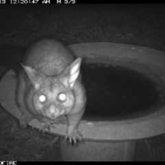 Trichosurus vulpecula (Common Brushtail Possum) at Tathra Public School - 12 Jun 2018 by tathrapublicschool