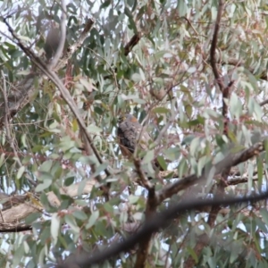 Tachyspiza cirrocephala at Canberra Central, ACT - 20 Jun 2018