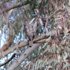 Tachyspiza cirrocephala at Canberra Central, ACT - 20 Jun 2018