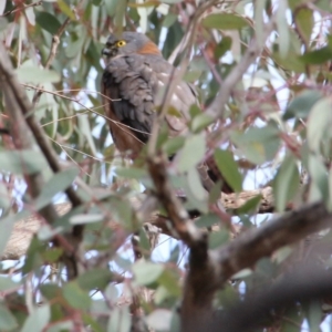 Tachyspiza cirrocephala at Canberra Central, ACT - 20 Jun 2018