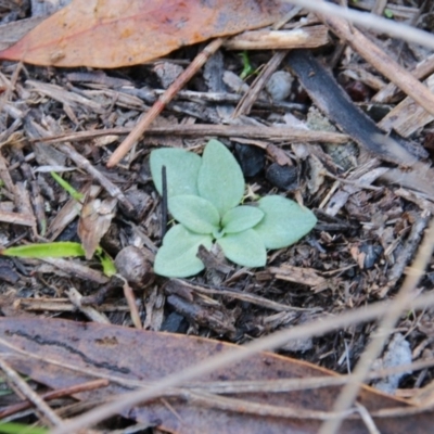 Diplodium sp. at Mount Majura - 20 Jun 2018 by petersan