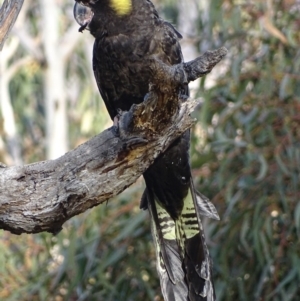 Zanda funerea at Red Hill, ACT - 20 Jun 2018 03:58 PM