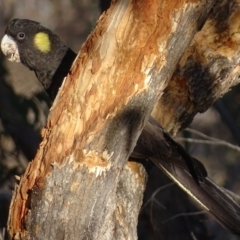 Zanda funerea at Red Hill, ACT - 20 Jun 2018 03:58 PM