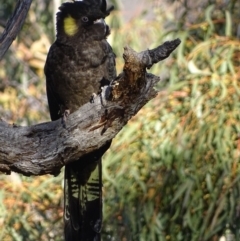 Zanda funerea at Red Hill, ACT - 20 Jun 2018 03:58 PM