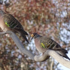 Phaps chalcoptera (Common Bronzewing) at Garran, ACT - 20 Jun 2018 by roymcd