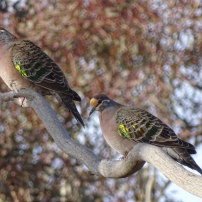 Phaps chalcoptera (Common Bronzewing) at Garran, ACT - 20 Jun 2018 by roymcd