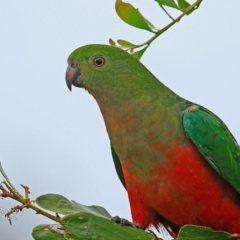 Alisterus scapularis (Australian King-Parrot) at Burrill Lake, NSW - 4 Dec 2016 by Charles Dove