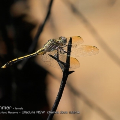 Orthetrum caledonicum (Blue Skimmer) at South Pacific Heathland Reserve - 6 Dec 2016 by Charles Dove