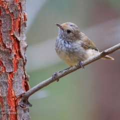 Acanthiza pusilla (Brown Thornbill) at Garrads Reserve Narrawallee - 6 Dec 2016 by CharlesDove