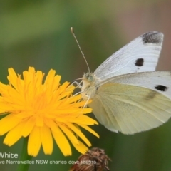 Pieris rapae (Cabbage White) at Garrads Reserve Narrawallee - 5 Dec 2016 by Charles Dove