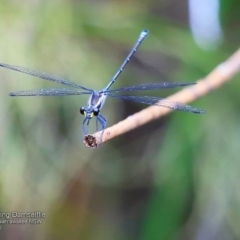 Austroargiolestes icteromelas icteromelas (Common Flatwing) at Narrawallee Foreshore and Reserves Bushcare Group - 5 Dec 2016 by Charles Dove