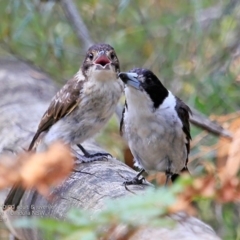 Cracticus torquatus (Grey Butcherbird) at South Pacific Heathland Reserve - 2 Dec 2016 by CharlesDove