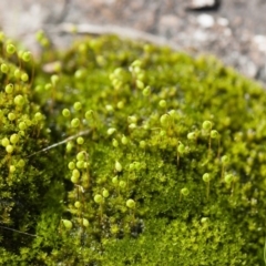 Bryaceae (family) (A moss) at Michelago, NSW - 27 Sep 2010 by Illilanga