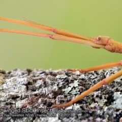 Podacanthus typhon (Pink-winged Stick Insect) at Garrads Reserve Narrawallee - 6 Dec 2016 by CharlesDove