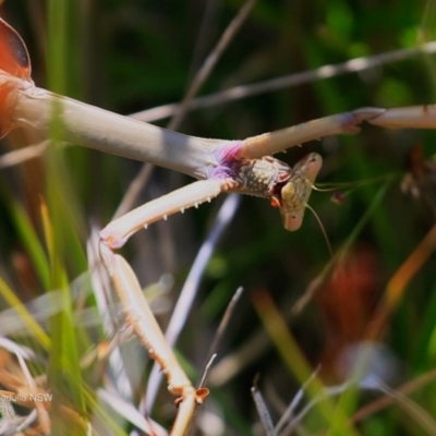 Unidentified Other Insect at Ulladulla - Warden Head Bushcare - 30 Nov 2016 by Charles Dove