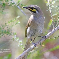 Caligavis chrysops (Yellow-faced Honeyeater) at South Pacific Heathland Reserve - 5 Dec 2016 by Charles Dove