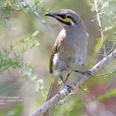 Caligavis chrysops (Yellow-faced Honeyeater) at South Pacific Heathland Reserve - 6 Dec 2016 by CharlesDove