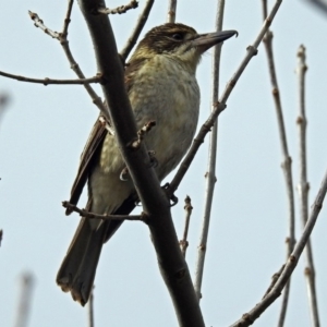 Cracticus torquatus at Molonglo Valley, ACT - 18 Jun 2018