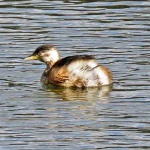 Tachybaptus novaehollandiae at Gordon, ACT - 19 Jun 2018