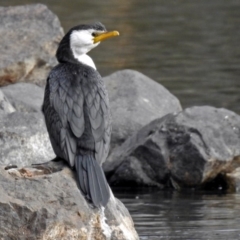 Microcarbo melanoleucos (Little Pied Cormorant) at Gordon Pond - 19 Jun 2018 by RodDeb