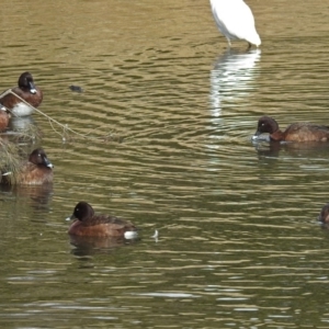 Aythya australis at Gordon, ACT - 19 Jun 2018