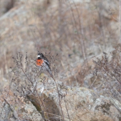 Petroica boodang (Scarlet Robin) at Isaacs Ridge - 20 Jun 2018 by Mike